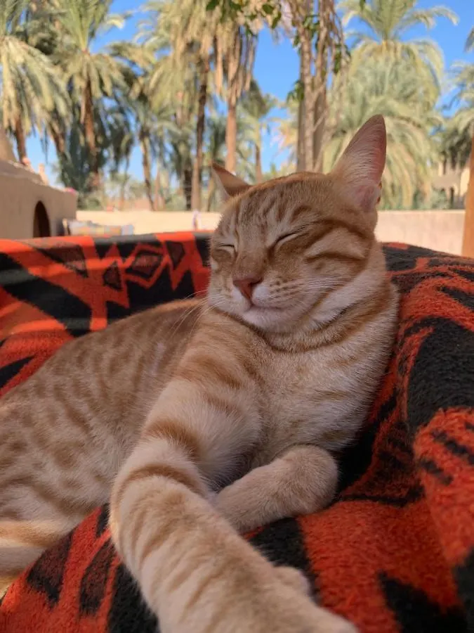 The Residence Luxor Villa